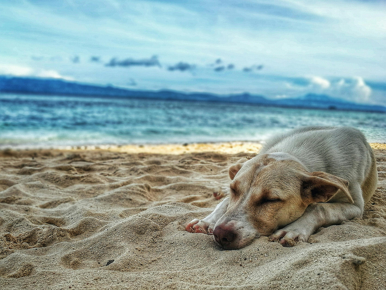 puppy feeling exhausted on beach