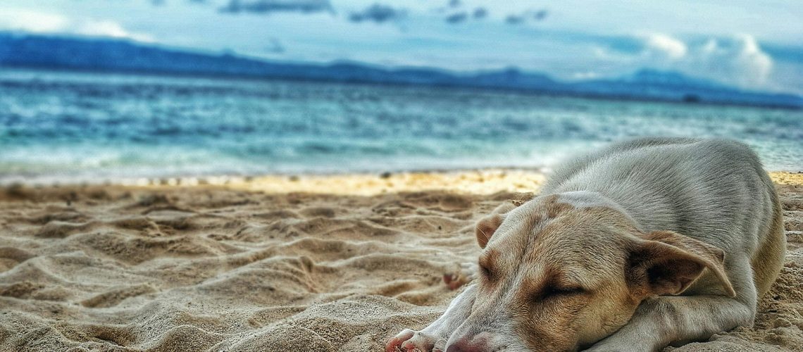 puppy feeling exhausted on beach